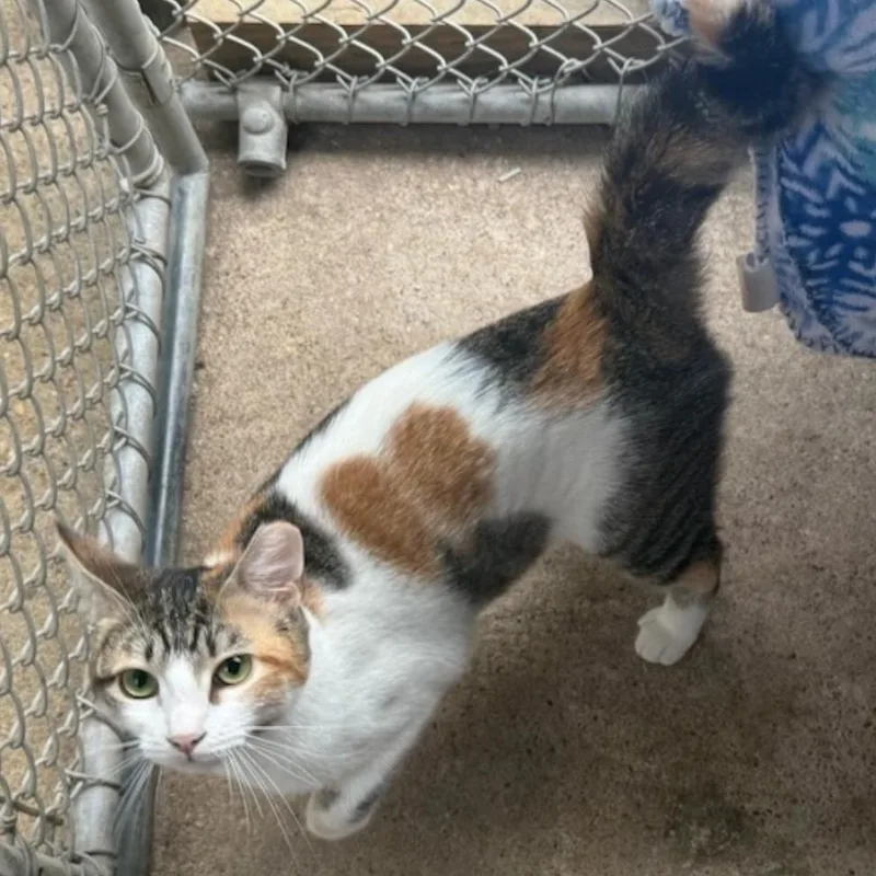 A baby medium-sized female Calico Domestic Short Hair cat named Stephanie Aka Steffie for adoption in Alexandria, LA