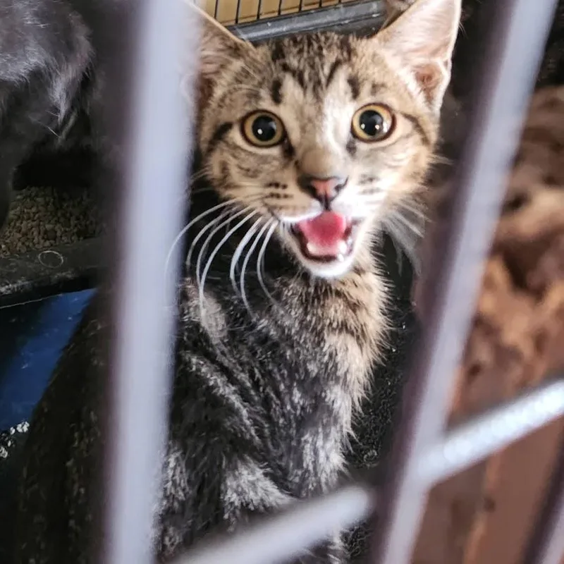 A baby medium-sized male Domestic Short Hair cat named Oliver for adoption in Tampa, FL