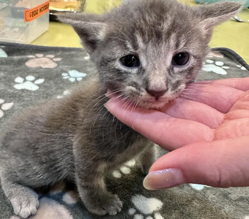 A baby small-sized male Domestic Short Hair cat named River for adoption in Long Beach, CA
