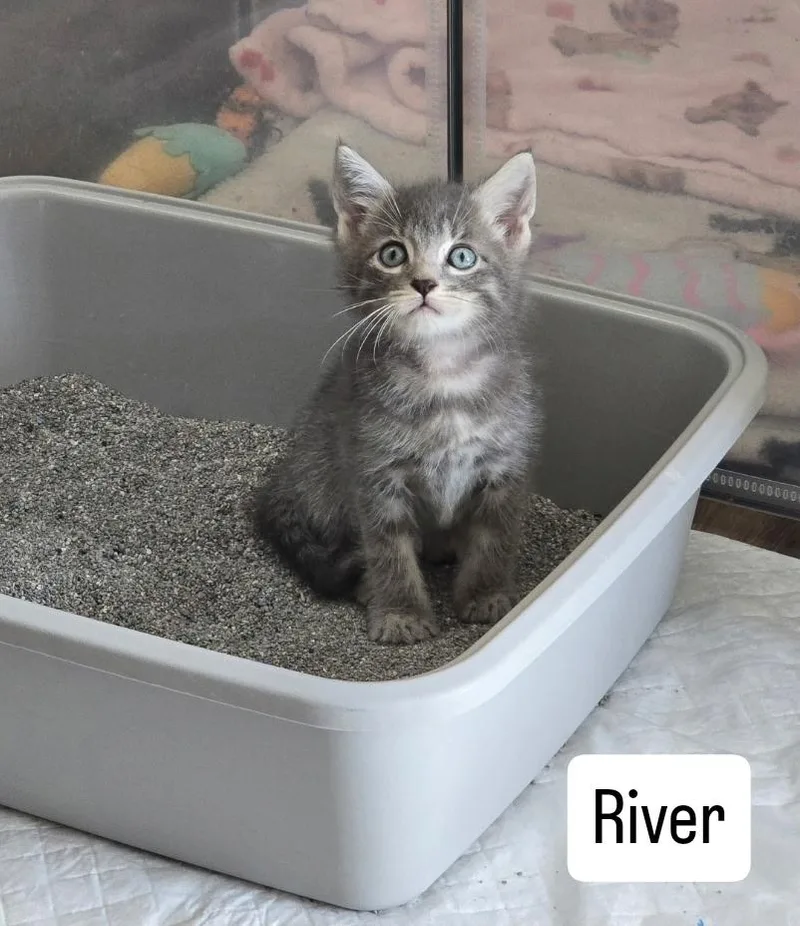 River thumbnail 3