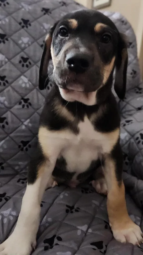 Sarge