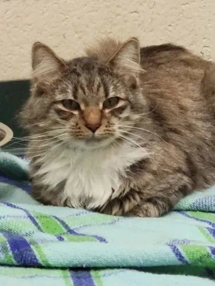 An adult medium-sized male Tabby (Brown / Chocolate) Domestic Medium Hair cat named Golf for adoption in Williamsport, PA