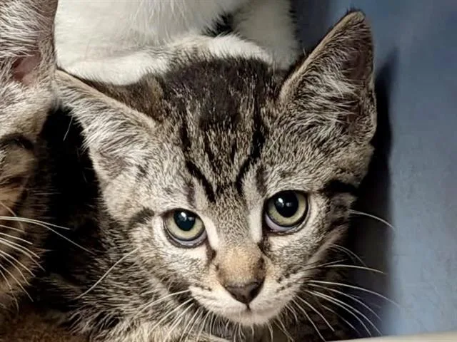 A baby small-sized male Domestic Short Hair cat named Stewie for adoption in Martinez, CA