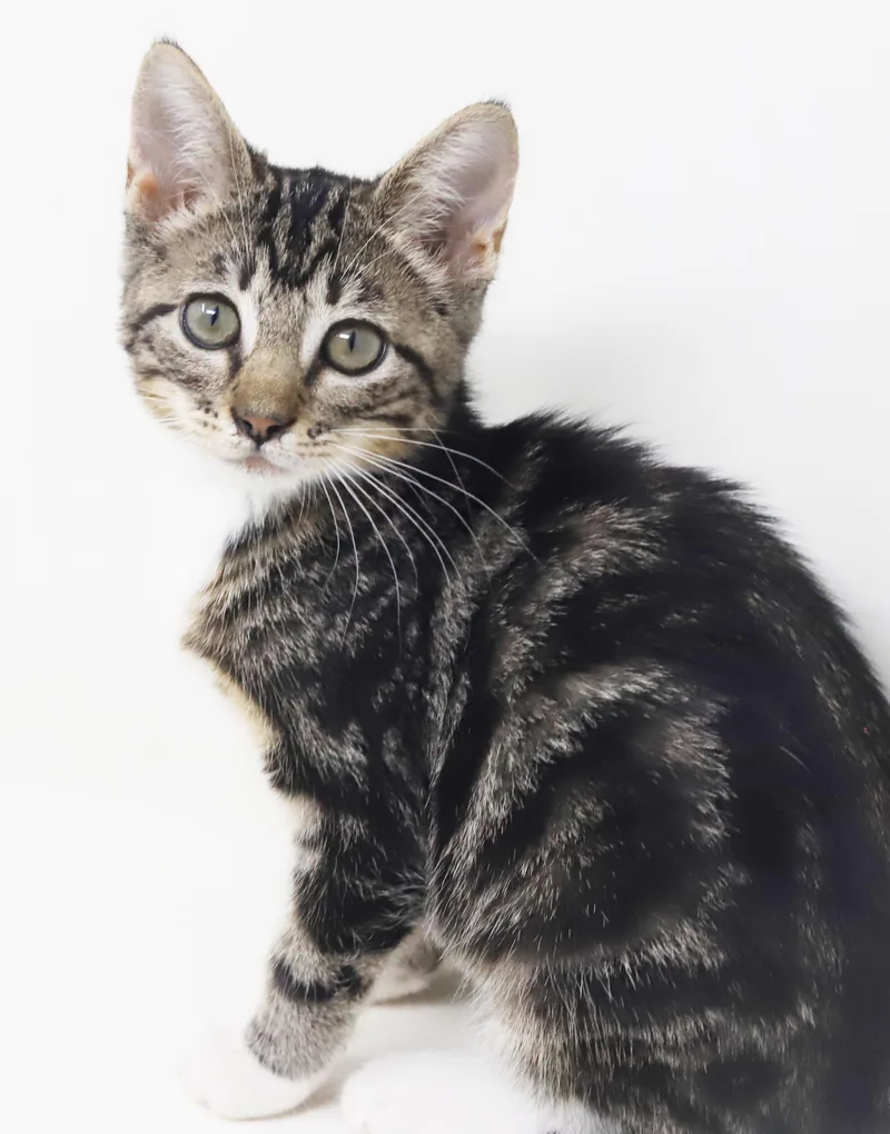 A baby small-sized female White Bengal cat named Camila cannot be any for adoption in Bedford Hills, NY