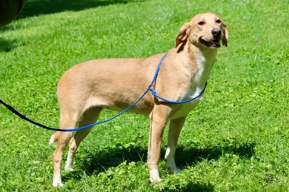 An adult medium-sized female Yellow / Tan / Blond / Fawn Mixed Breed dog named Kiara for adoption in Brazil, IN