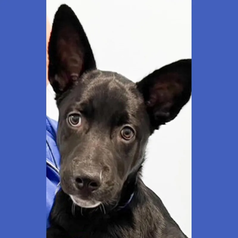 A baby medium-sized male Black Shepherd dog named Dante for adoption in Albany, NY