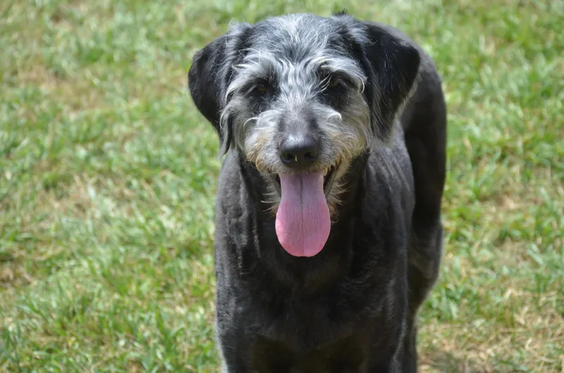 A young medium-sized female Black Labradoodle dog named Luna for adoption in Garland, TX