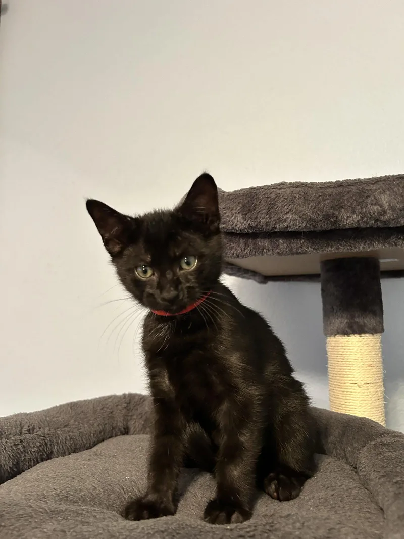 A baby medium-sized male Black Domestic Short Hair cat named Paddington for adoption in Fort Worth, TX
