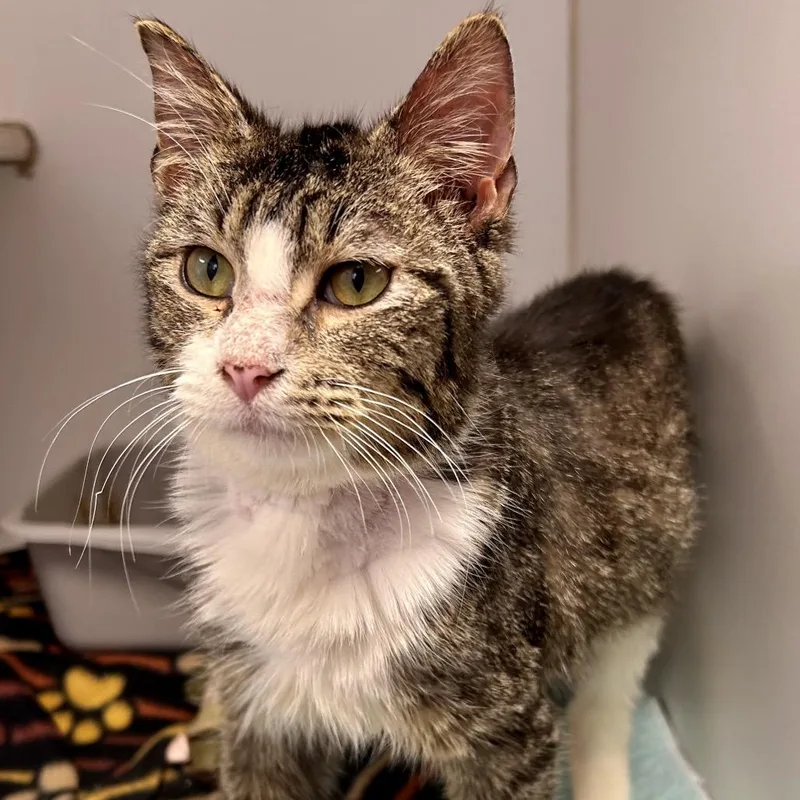 Chevelle thumbnail 2