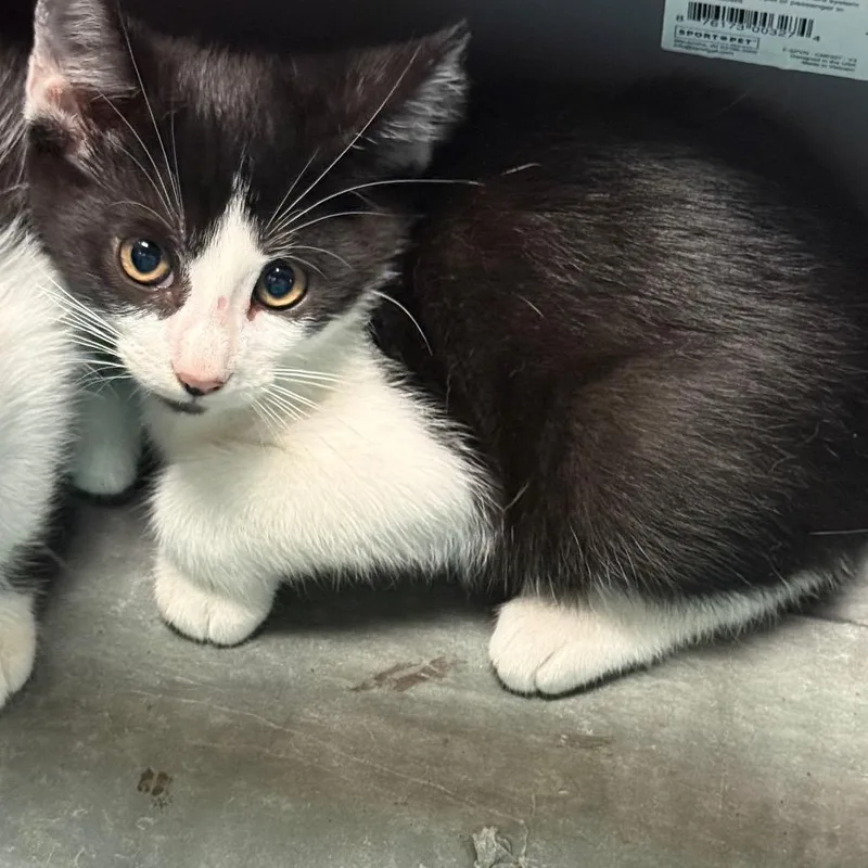 A baby small-sized male Black Domestic Short Hair cat named Charlie for adoption in Birmingham, AL
