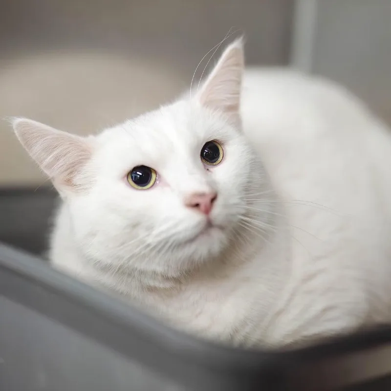 A young large-sized male White Domestic Short Hair cat named Vice for adoption in Mentor, OH