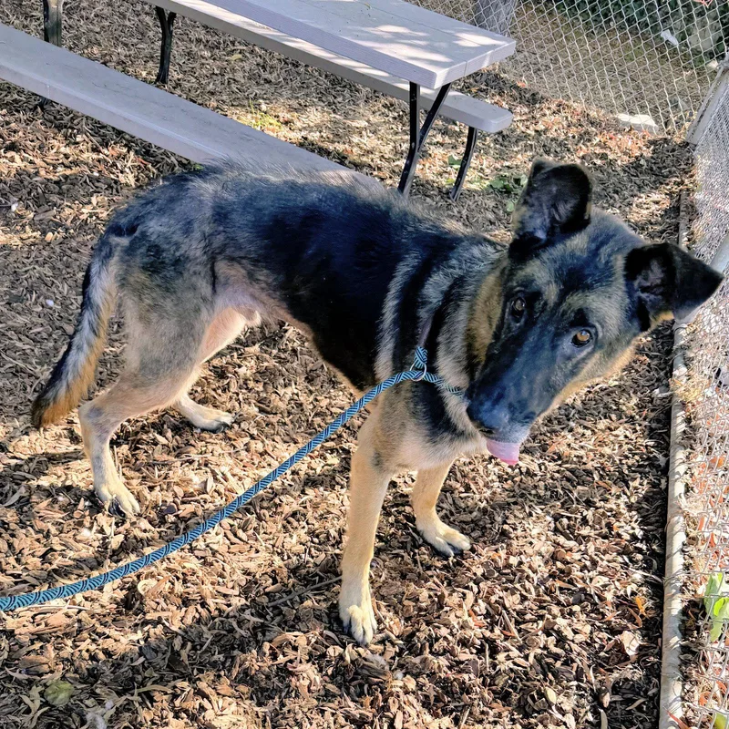 A senior large-sized male German Shepherd Dog dog named August for adoption in Oakland, CA