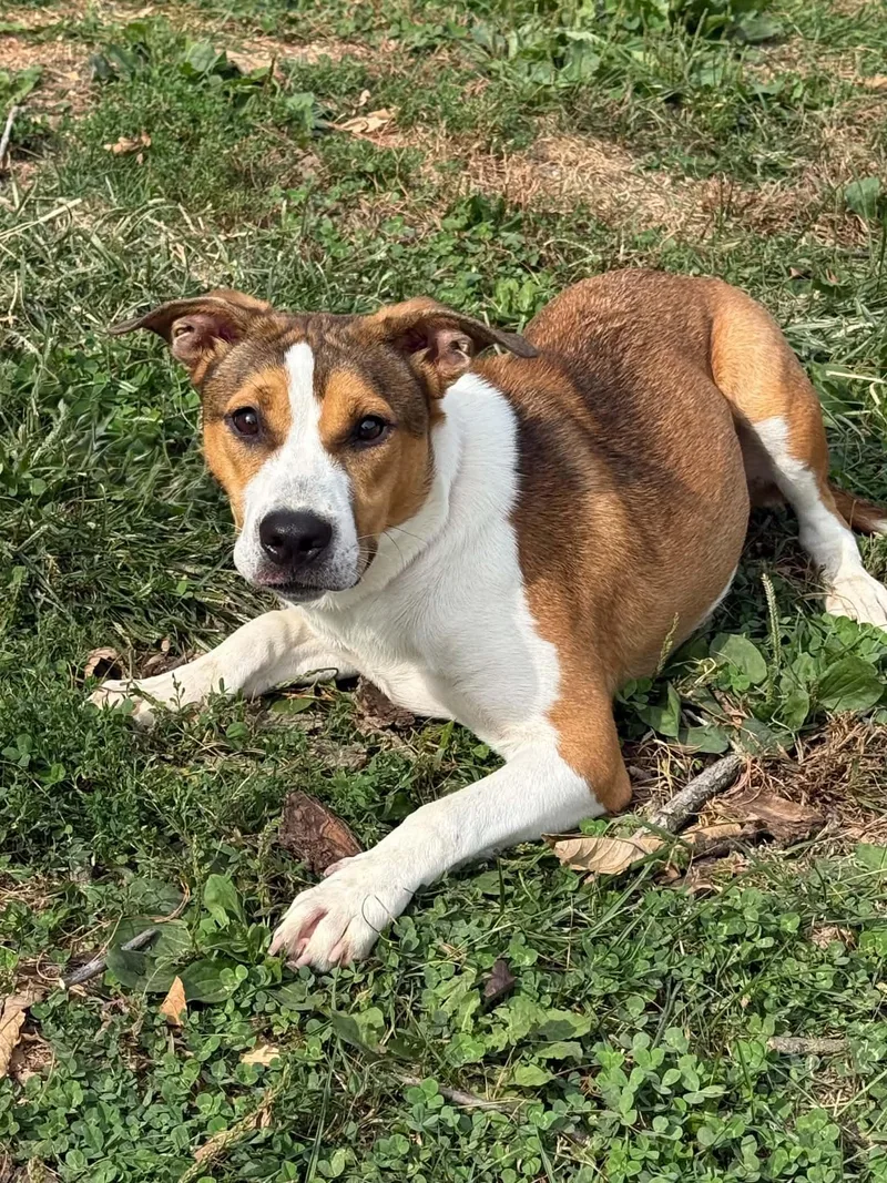 An adult medium-sized female Brown / Chocolate Pit Bull Terrier dog named Bonnie for adoption in Springfield, IL