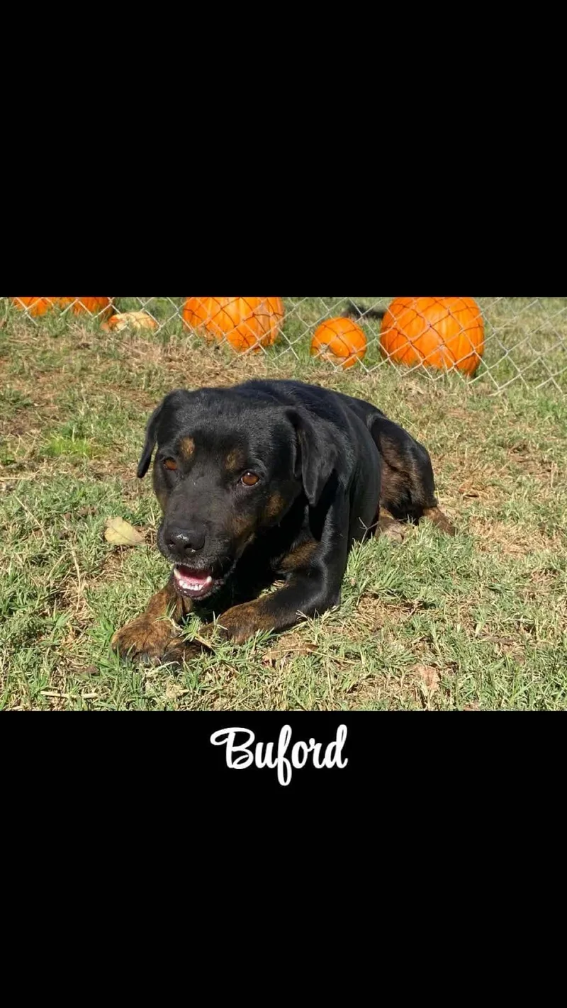 A young medium-sized male Shepherd dog named Buford for adoption in Denison, TX