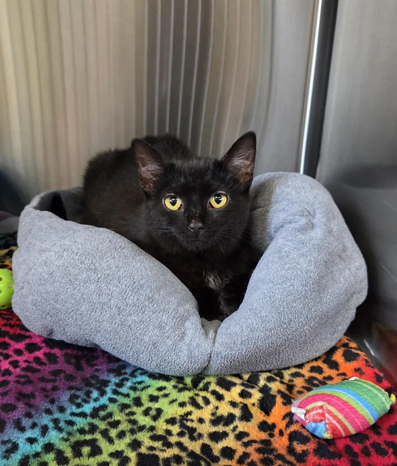 A young medium-sized female Black Domestic Short Hair cat named Onnie for adoption in Seneca, PA