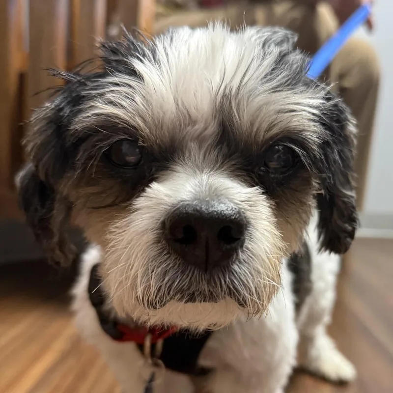 A senior small-sized male Shih Tzu dog named Moe bonded with Joe for adoption in Corvallis, OR