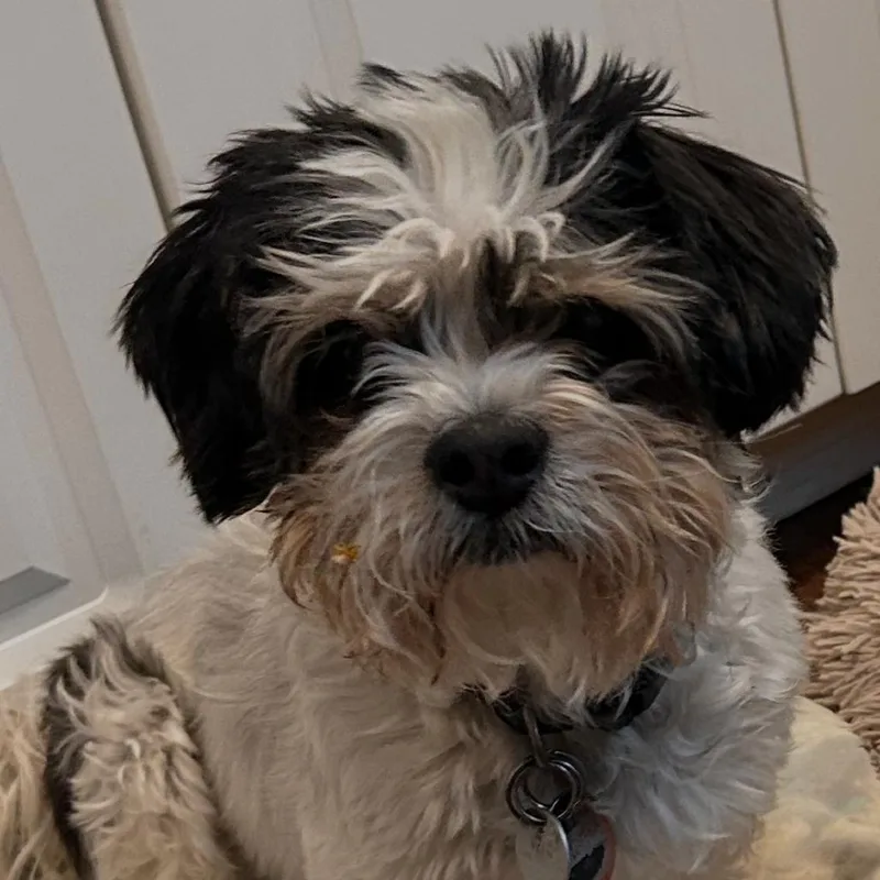 Moe bonded with Joe thumbnail 4