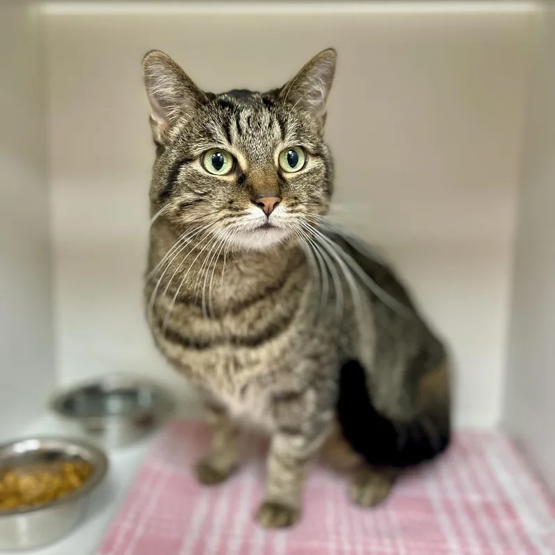 A senior medium-sized male Brown / Chocolate Domestic Short Hair cat named Greyson for adoption in Champaign, IL