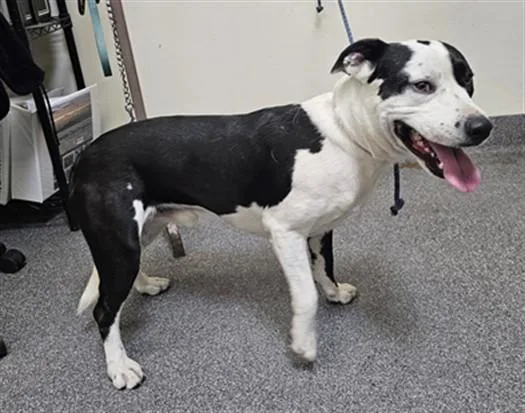 A young large-sized male Mixed Breed dog named Guinness for adoption in Los Angeles, CA