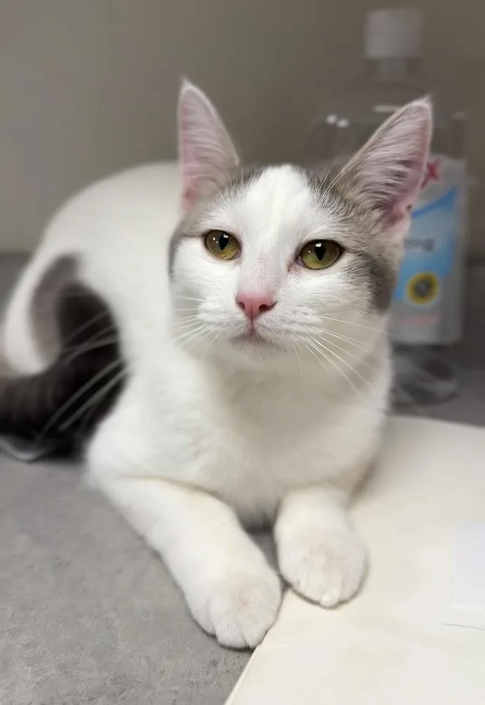 An adult medium-sized female Gray & White Domestic Short Hair cat named Daisy for adoption in Bemidji, MN