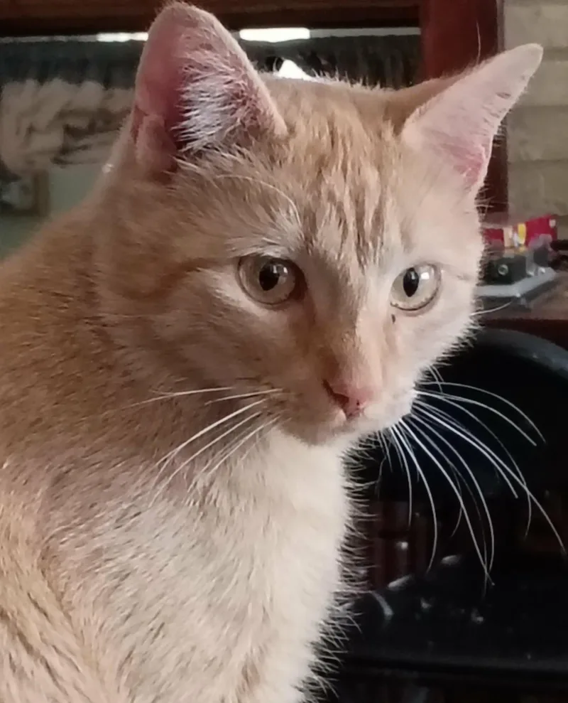 An adult medium-sized female Orange / Red American Shorthair cat named Angela for adoption in Bennington, VT