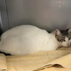 An adult medium-sized female White Domestic Short Hair cat named Ava for adoption in Hawthorne, CA