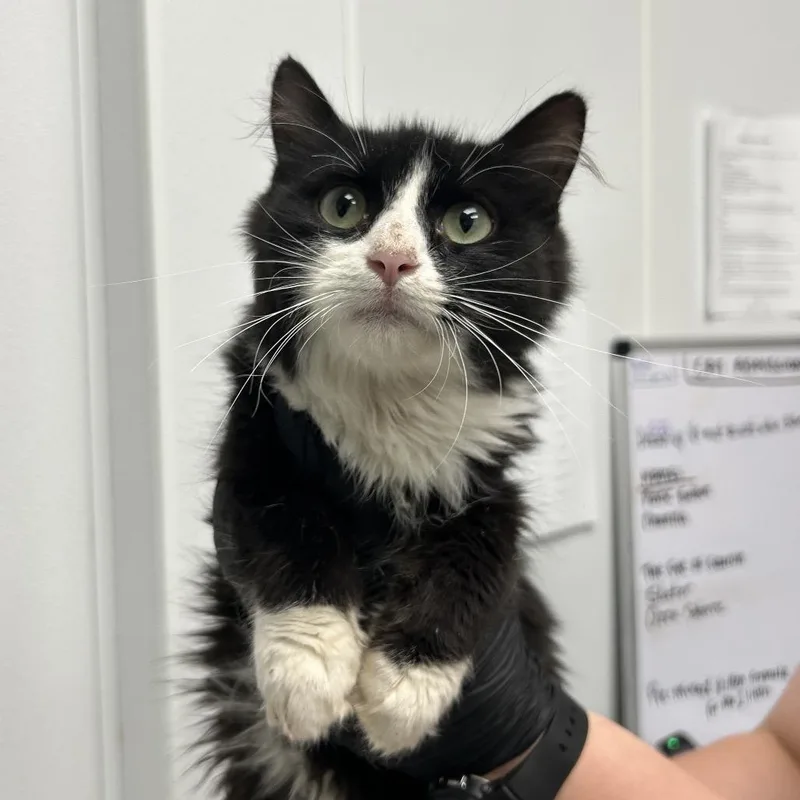 An adult small-sized male Black Domestic Long Hair cat named Soup for adoption in Abilene, TX