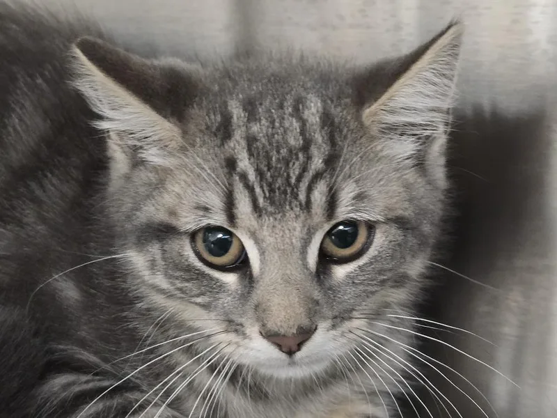 A baby small-sized male Domestic Medium Hair cat named Ollie for adoption in Southbury, CT