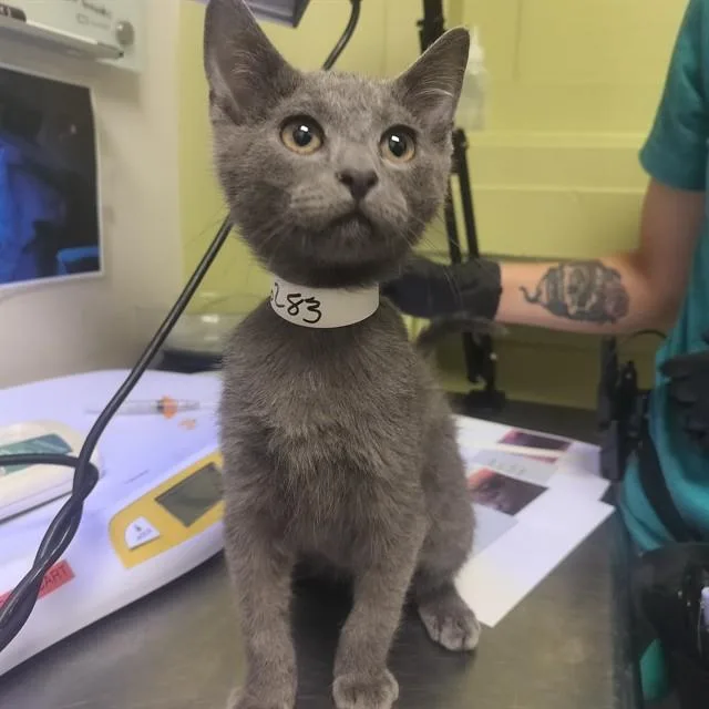 A baby small-sized male Domestic Short Hair cat named Ghost for adoption in Pueblo, CO