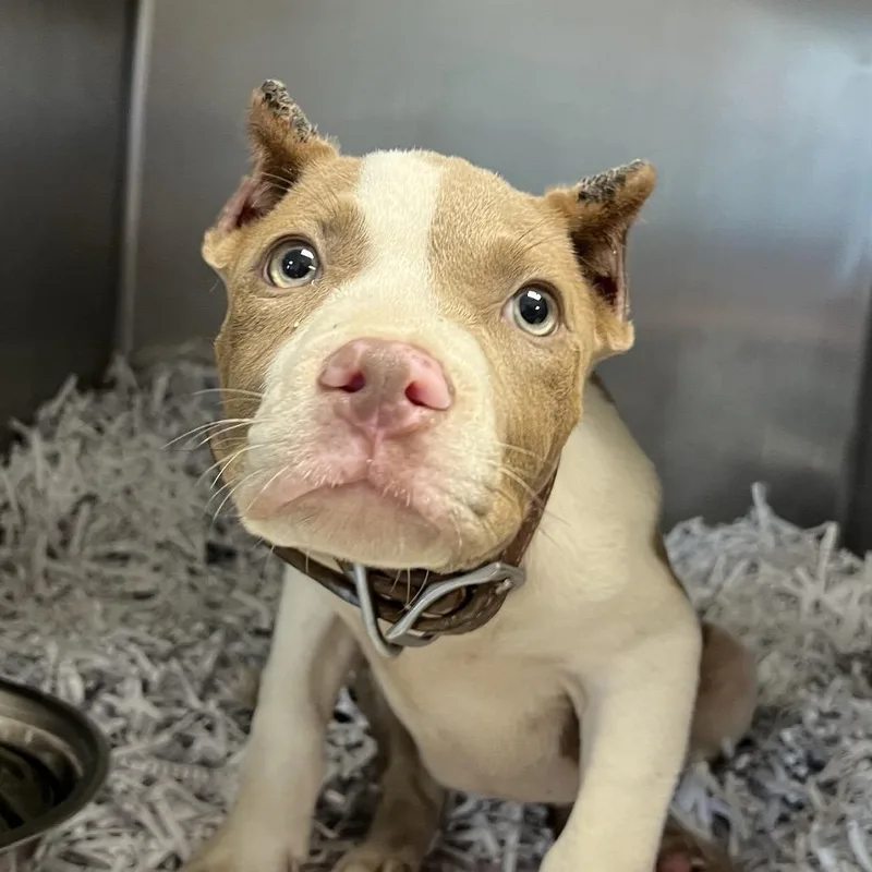 A baby medium-sized female Yellow / Tan / Blond / Fawn Pit Bull Terrier dog named Rogue for adoption in East Saint Louis, IL