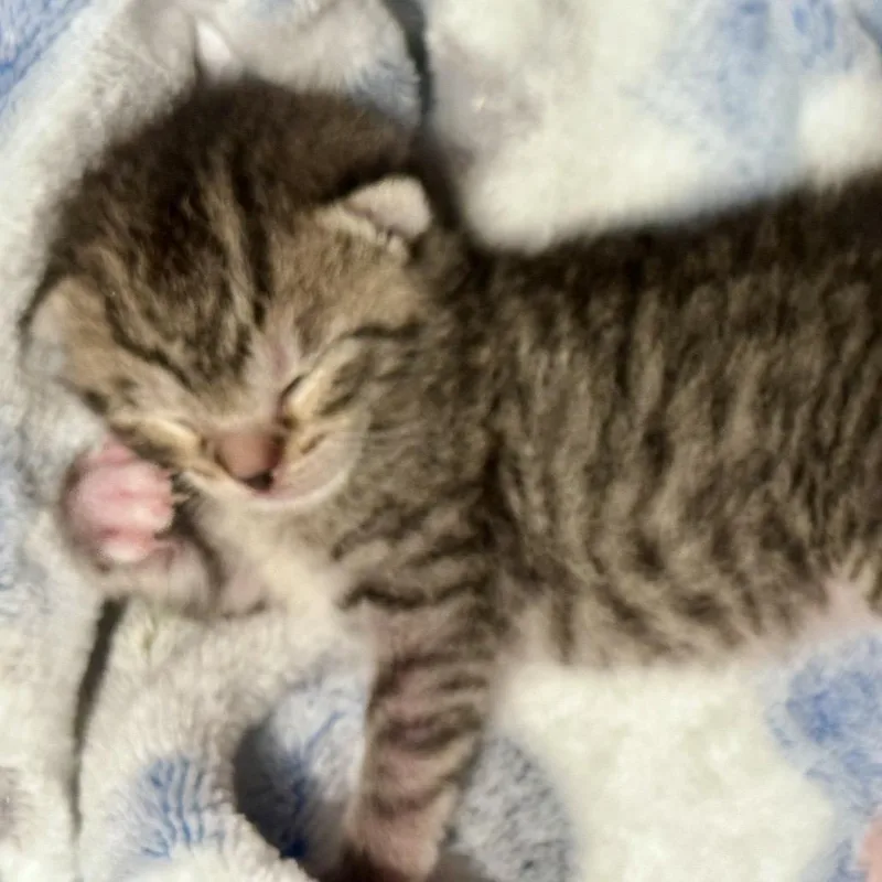 A baby small-sized female Brown / Chocolate Domestic Short Hair cat named Bessie for adoption in Westminster, CA