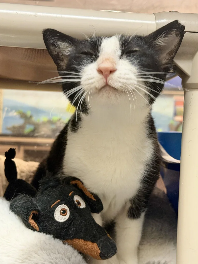 A senior medium-sized female Egyptian Mau cat named Feta FEE SPONSORED! for adoption in Herndon, VA