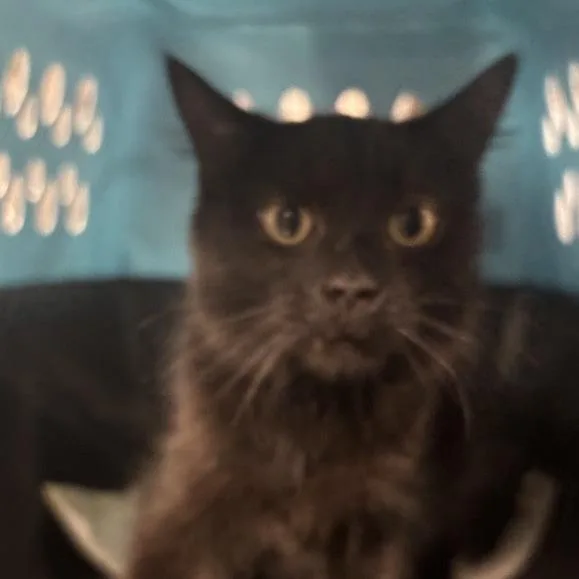 A young small-sized male Black Domestic Medium Hair cat named Noah for adoption in New York, NY