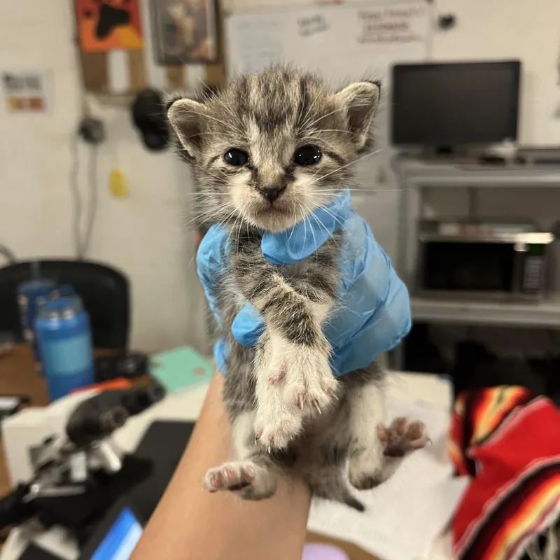 A baby small-sized female Gray / Blue / Silver Domestic Short Hair cat named Winnie W for adoption in Edinburg, TX