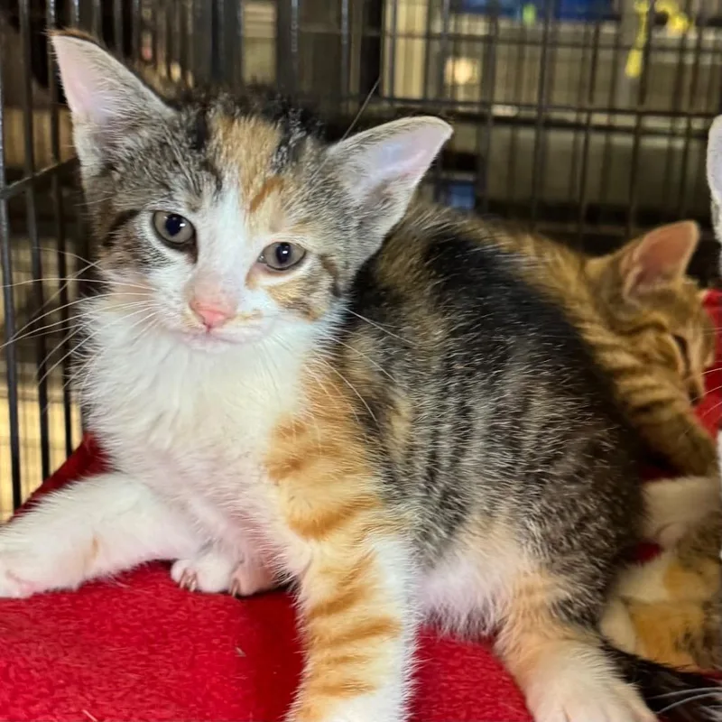 A baby medium-sized female Domestic Short Hair cat named Gena for adoption in Saginaw, MI