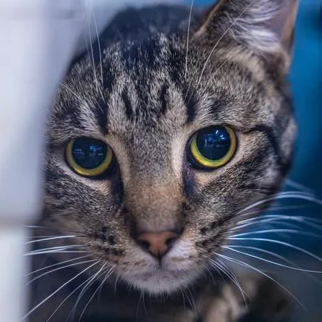 A young medium-sized male Brown / Chocolate Domestic Short Hair cat named Porcupine for adoption in Decatur, GA