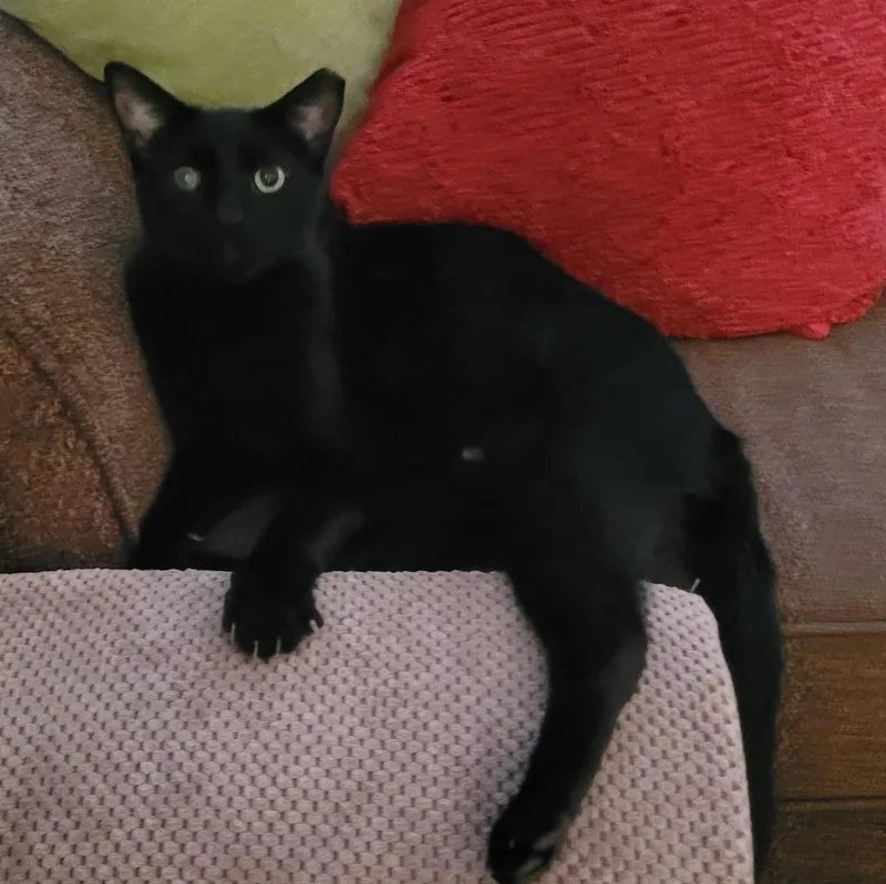 An adult medium-sized male Black Domestic Short Hair cat named Lincoln for adoption in Porter, TX