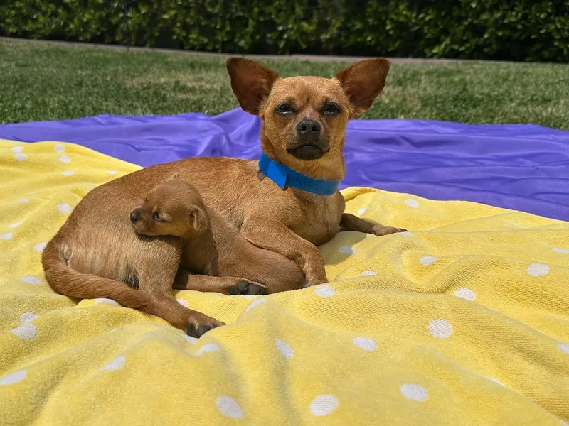 A young small-sized female Chihuahua dog named Chloe for adoption in Los Angeles, CA