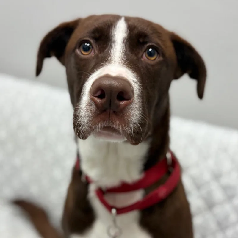 A young medium-sized male Brown / Chocolate Chocolate Labrador Retriever dog named Greg for adoption in Monticello, IA