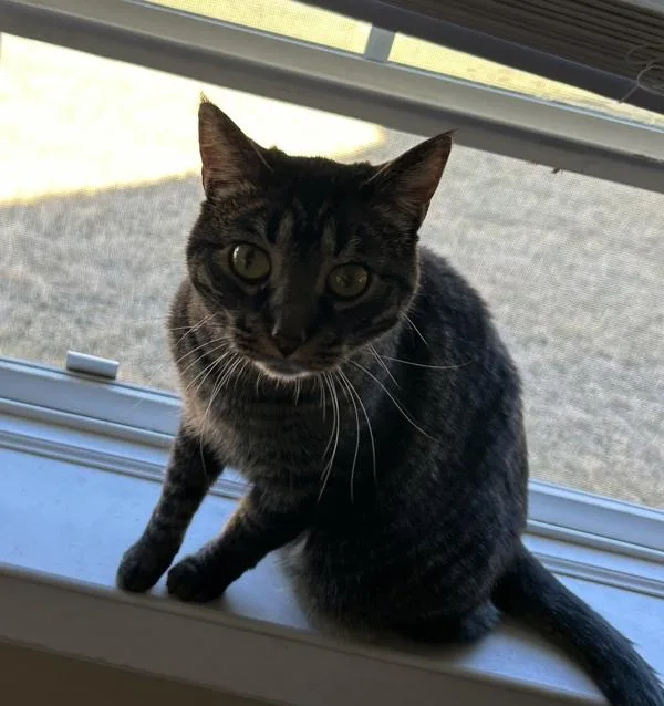 An adult small-sized female Domestic Short Hair cat named Glory  Bonded Buddies for adoption in Des Moines, IA