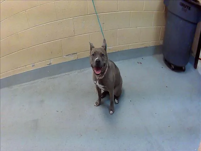 A young medium-sized female Pit Bull Terrier dog named Jeanie for adoption in Tulsa, OK