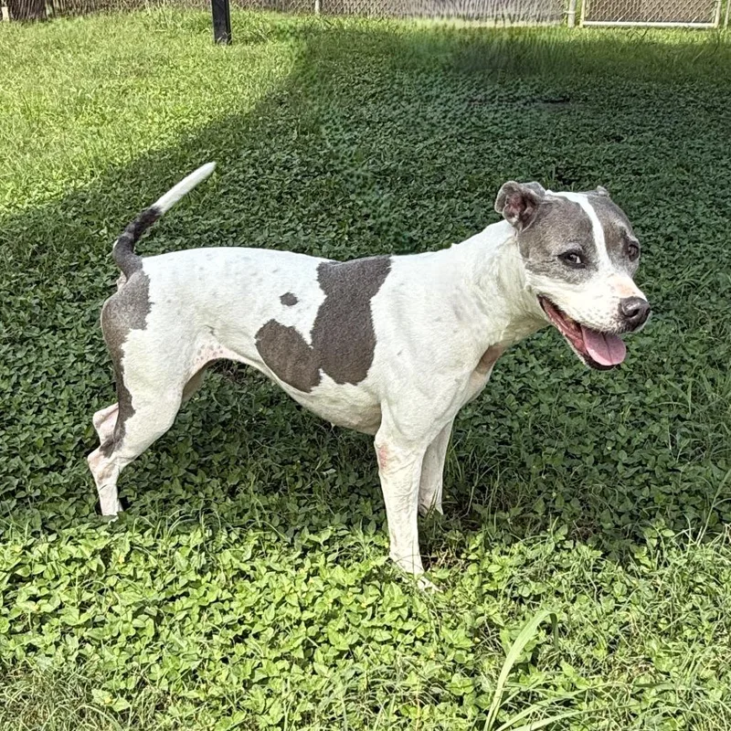 A senior medium-sized female Pit Bull Terrier dog named Patches for adoption in Brenham, TX
