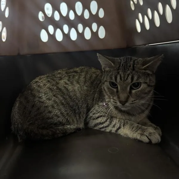An adult small-sized female Domestic Short Hair cat named Cleo Bonded Buddy for adoption in Des Moines, IA