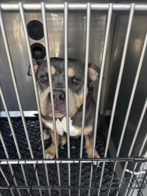 A young medium-sized female Pit Bull Terrier dog named Lady for adoption in Derwood, MD