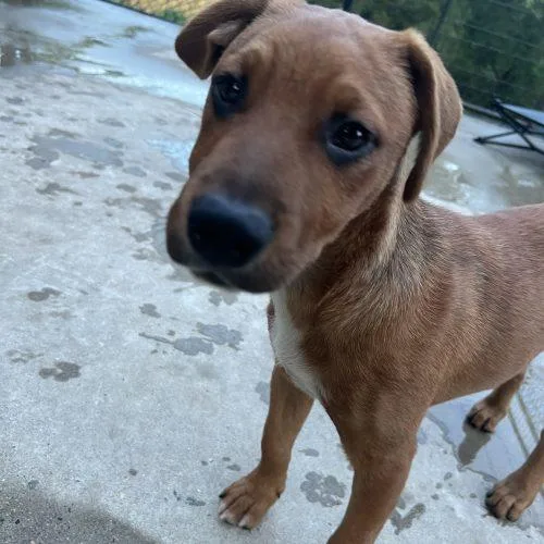 A baby small-sized male Brown / Chocolate Mixed Breed dog named Drax for adoption in Hamden, CT