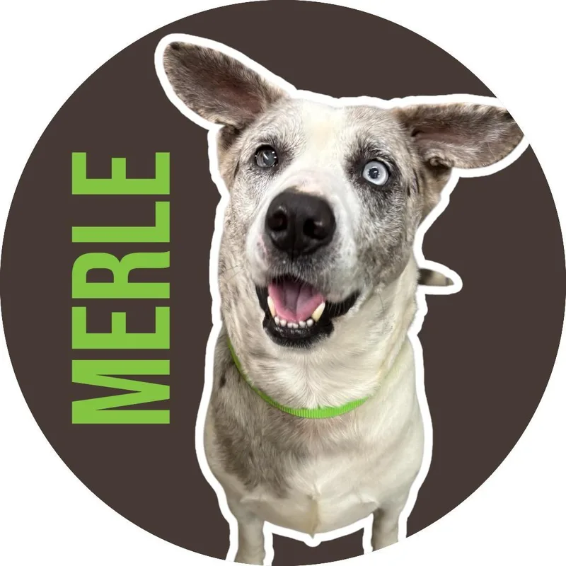 Merle thumbnail 2