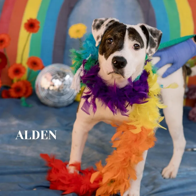 A young medium-sized male White / Cream Mixed Breed dog named Alden for adoption in Philadelphia, PA