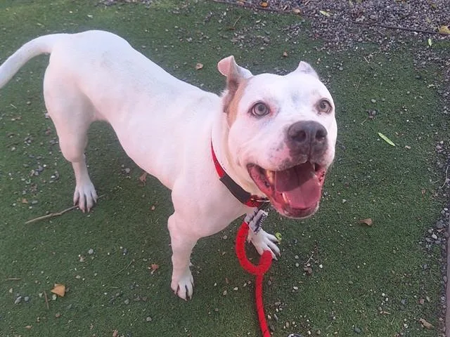 A young large-sized female Pit Bull Terrier dog named Fairy for adoption in Phoenix, AZ