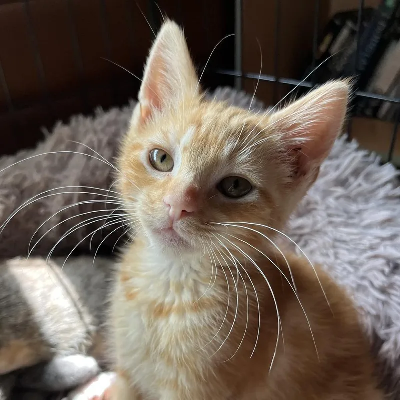 A baby small-sized female Orange / Red Domestic Short Hair cat named Buttercup for adoption in Santa Rosa, CA