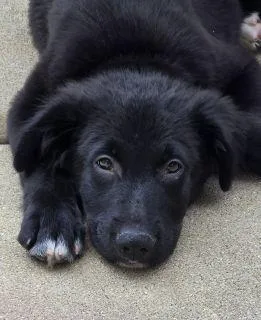 A baby large-sized male Black Mixed Breed dog named Bowie for adoption in Schaumburg, IL